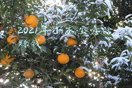 2021年什么小本生意好做(“2021十大最让网友开心商品”来了 / 安乐死胶囊舱瑞士上市)
