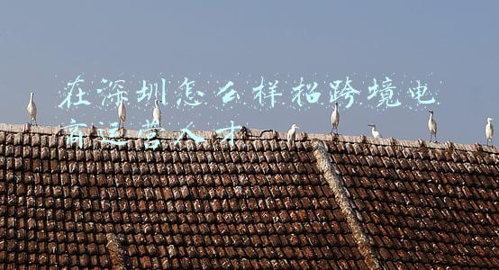 在深圳怎么样招跨境电商运营人才