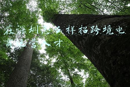 在深圳怎么样招跨境电商运营人才