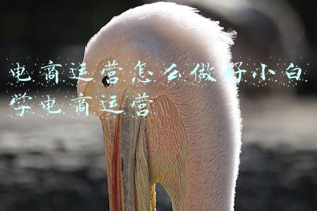 电商运营怎么做好小白学电商运营