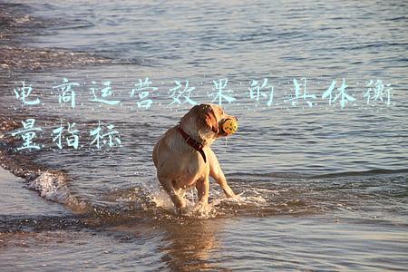 电商运营指标包括哪些(亚马逊运营那些事 – 流量篇)