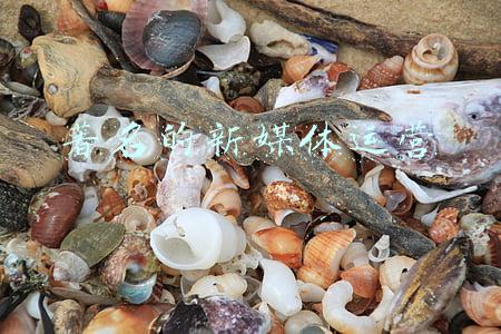 世界著名媒体(“反俄”势力遭打击！美“假新闻”让全球笑话，俄乌欧却没有赢家)