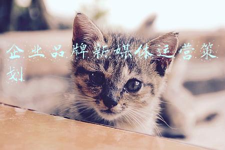 新媒体运营营销策划方案(可借鉴-新媒体运营营销方案（115份，1.3G）)
