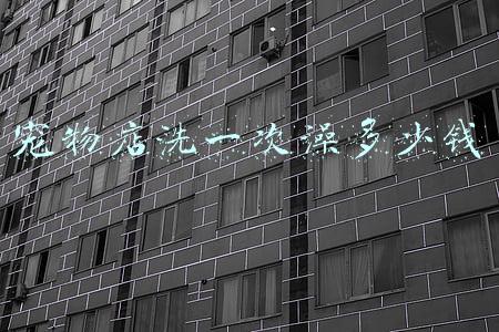 宠物店价格（开个宠物店多少钱）