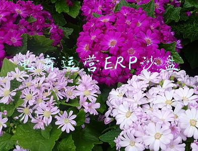 电商运营ERP沙盘