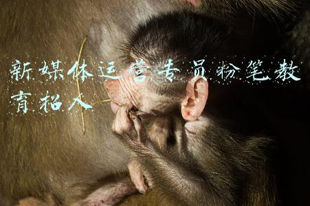 粉笔综合运营专员(新东方教育、粉笔教育、高途课堂大面积裁员，在线教育怎么了？)