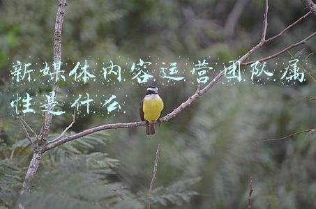 新媒体内容运营团队属性是什么意思(运营变现方式：内容变现)