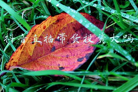 直播带货供应商(直播带货不想“翻车”？选对供应链很重要)