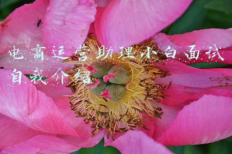 电商运营助理小白面试自我介绍