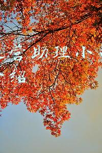 电商运营助理小白面试自我介绍