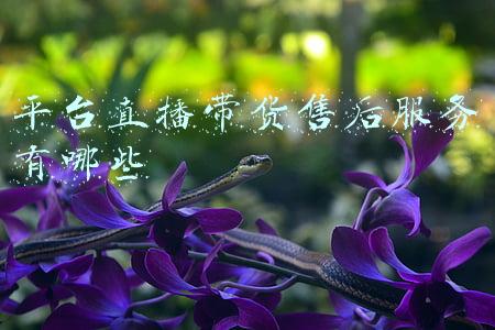 平台直播带货售后服务有哪些