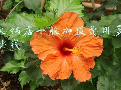 火锅店装修多少钱一平(火锅店装修费用)