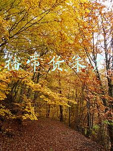 直播带货朱广权