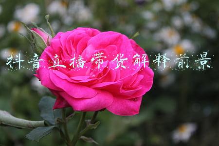 抖音直播带货未来趋势(大起大落后，直播带货2022年还会好吗？)