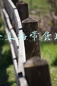 新手直播带货助理