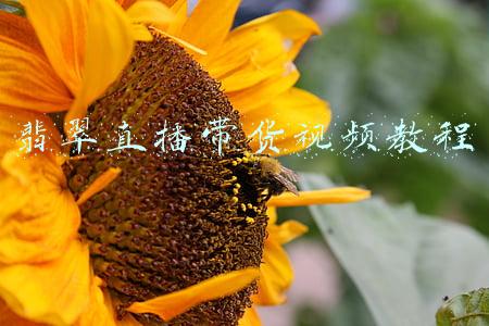 翡翠成品直播(对庄翡翠抖音专场直播，单件460万元翡翠在线成交)