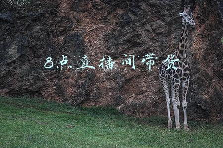 8点直播间带货