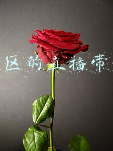 直播带货榜单(直播带货权威榜单来了！薇娅列榜首，明星带货能力存疑，淘宝上榜最少但销售额最多)