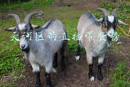 网络直播带货平台排名(奥运冠军孙杨直播带货！冲榜第一销售额达千万，引万人观看好兴奋)