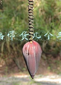 直播带货都是哪里来的货(解密：女装主播们的货来自哪里？)
