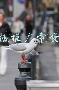 直播推广带货roi 直播推广带货roi