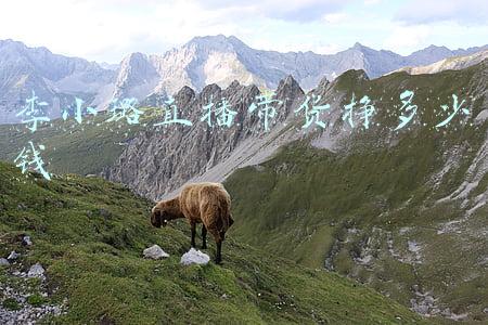 李小璐直播带货挣多少钱