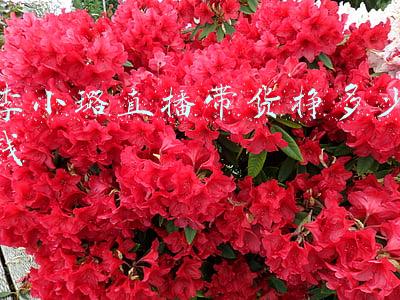 李小璐直播挣了多少钱(李小璐直播4小时赚2000万？千夫所指之下，她有机会洗白翻红吗？)