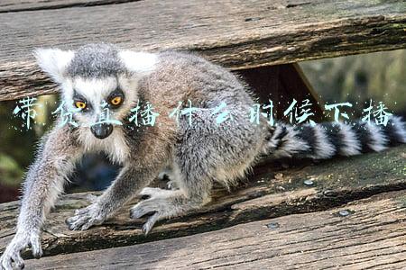 带货直播什么时候下播