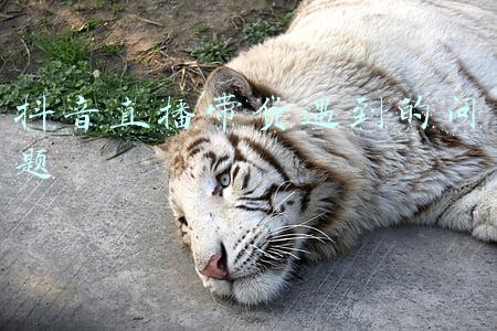 抖音带货直播间一直没人(抖音直播：为什么你的带货直播间没有人？)