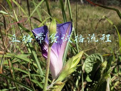 带货直播的流程(直播带货流程)