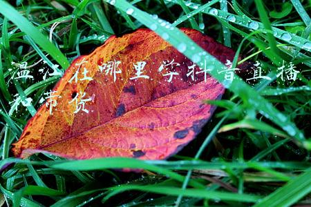 温江在哪里学抖音直播和带货