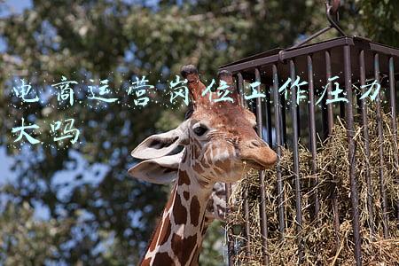 电商运营岗位工作内容(电商重磅资料，电商运营团队岗位说明书：运营店长岗位职责说明)