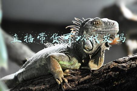 直播带货可以代发吗