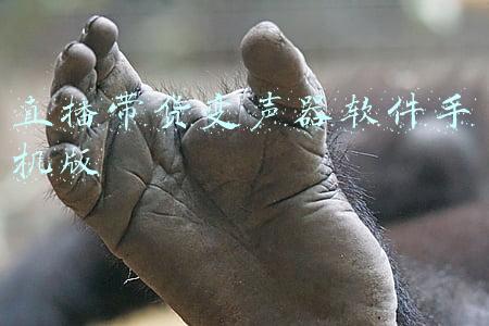 直播带货变声器软件手机版
