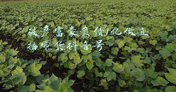 破产富豪负债1亿做直播带货抖音号