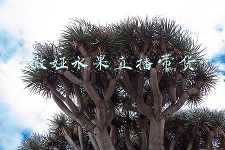直播带货水果介绍(在线人数不到3千带货超50万，原产地直播正成为快手带货风口)