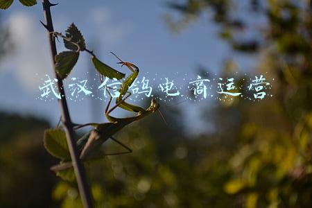 武汉信鸽电商运营