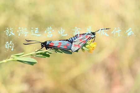 旅游运营电商是做什么的