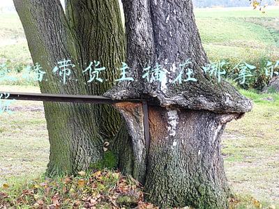 直播带货主播在哪拿的货