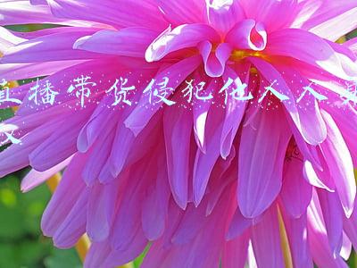 直播带货侵权案例(销售商品涉嫌侵权，带货主播该如何担责？)