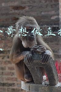 西贝小哥想做直播带货的找我