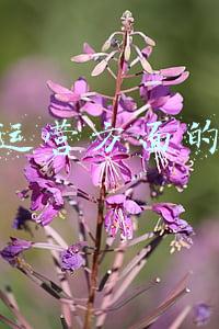 电商运营方面的经验