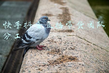 快手抖音直播带货团队分工