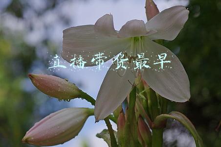 直播带货最早