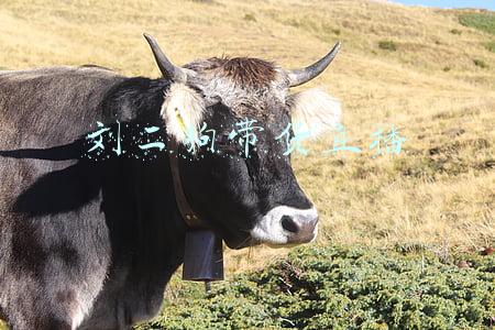 刘二狗带货直播