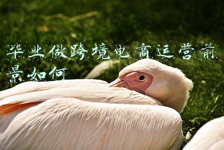 毕业做跨境电商运营前景如何