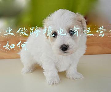 毕业做跨境电商运营前景如何