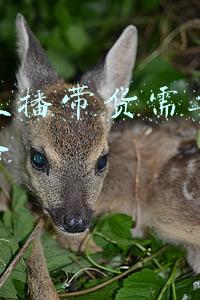 抖音直播如何带货只需做到这几点(抖音直播间定要有的4大带货要点)