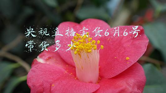 央视直播带货的意义(“直播带货”带火了社会责任别丢了)