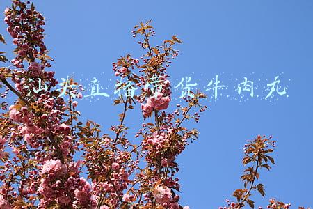 汕头直播带货牛肉丸